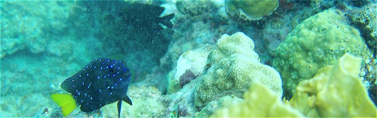 Scuba diving in Barbados