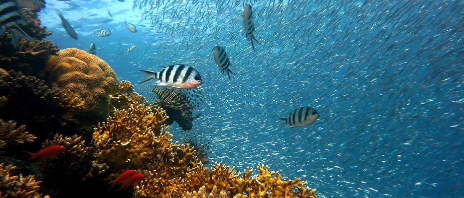 Underwater scene with corals and colorful tropical fish