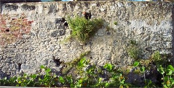 historic Barbados National Trust house, walled off from the boardwalk