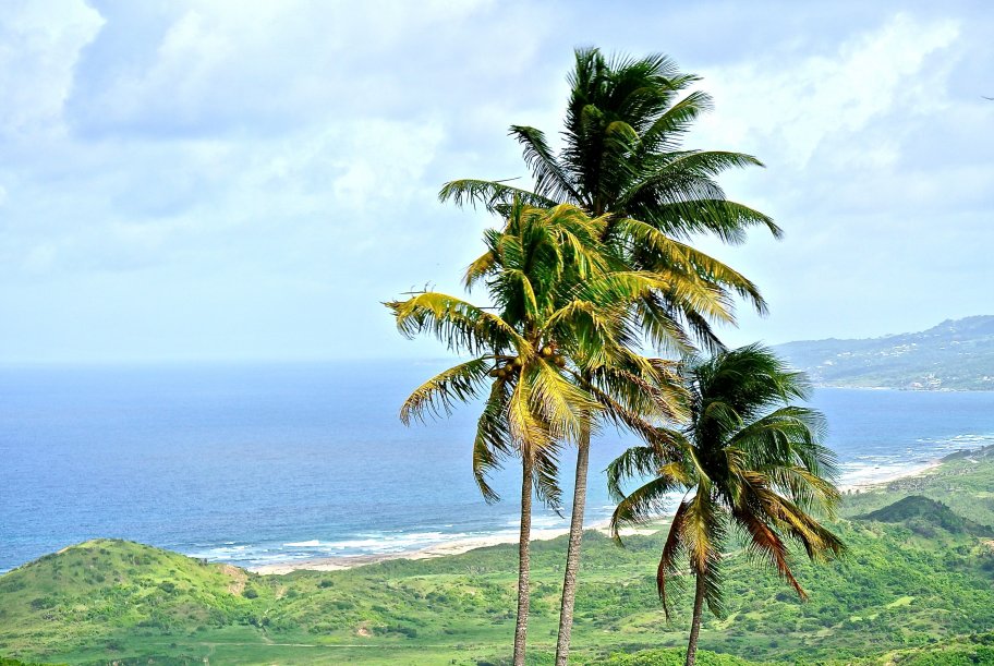 Coconuts Photogallery