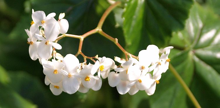 Beautiful blooms