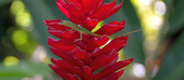 Lizard on heliconia flower