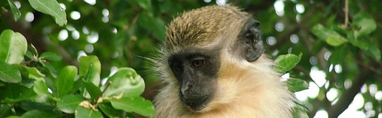 Barbados monkey in a tree