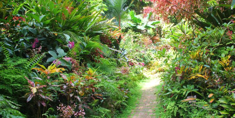 Pathway at Huntes Gardens, Barbados