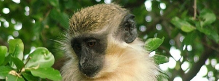 Barbados Natural Attractions