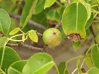 Manchineel tree and fruit Manchineel tree and fruit
