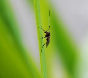 Mosquito; one of the insects in Barbados Mosquito; one of the insects in Barbados