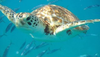 Barbados Sea & Submarine Tours Barbados Sea & Submarine Tours