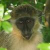 Barbados green monkey