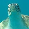 Barbados sea turtle