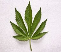 Severe penalities for illegal drugs in Barbados Severe penalities for illegal drugs in Barbados