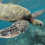 Swim with friendly turtles in Barbados Swim with friendly turtles in Barbados!