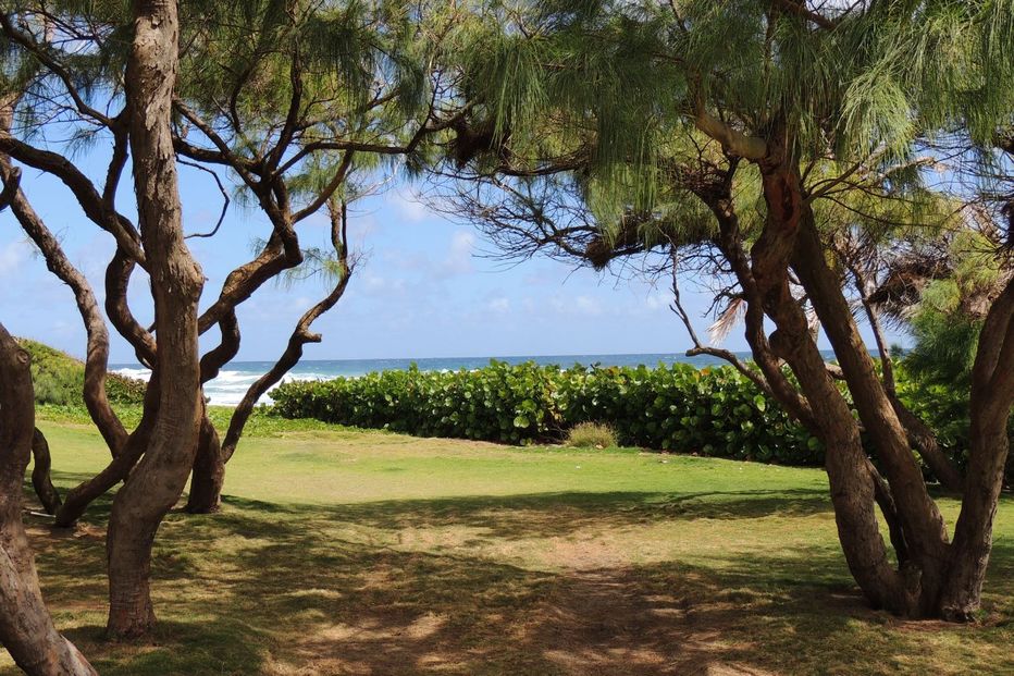 Shaded view under the trees at Barclays Park looking out to sea