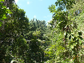 Blackmans Gully Barbados