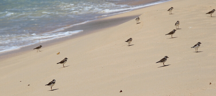 Sandpiper birds on the beach at Brandons Sandpiper birds on the beach at Brandons