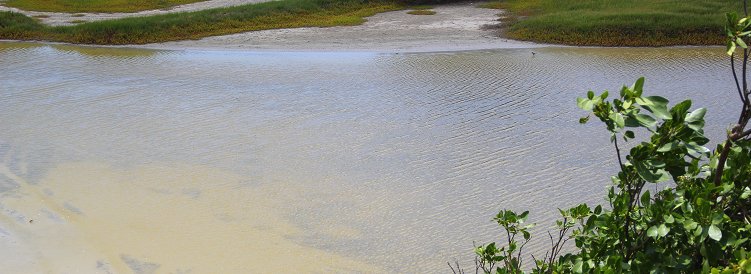 Chancery Lane Swamp, Barbados