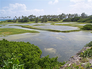Barbados swamp - Chancery Lane Barbados swamp - Chancery Lane