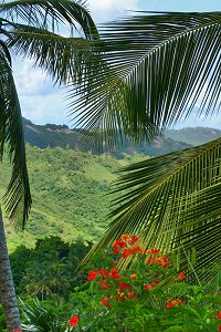 One of the countless things to do when you travel to Barbados - Lose yourself in a flower forest