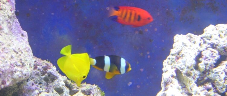 Tropical fish in the Folkestone aquarium Tropical fish in the Folkestone aquarium