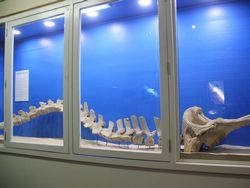 Whale skeleton Whale skeleton