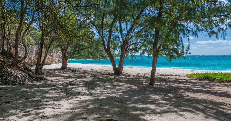Enjoying respite from the sun under the shade of casuarina trees