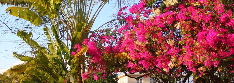Gardens at Government House, Barbados