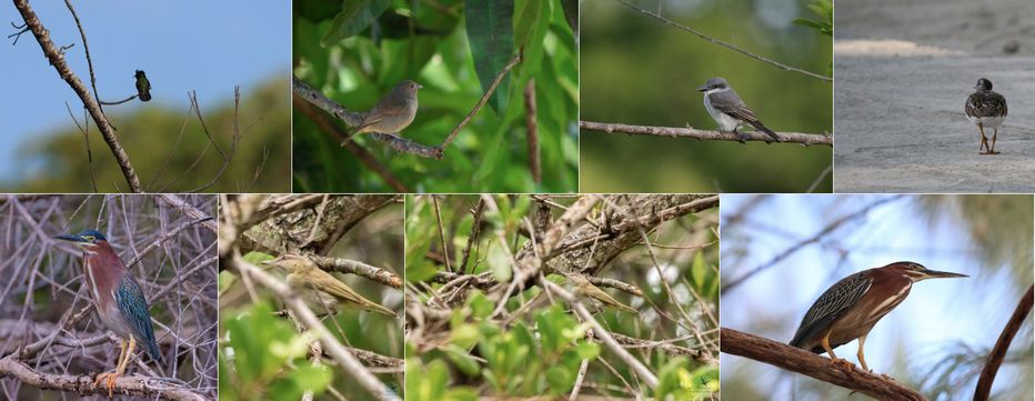 A selection of recent photos taken by birdwatchers at Graeme Hall