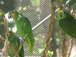 Group of Amazon Parrots Group of Amazon Parrots