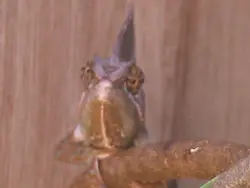 Bearded Dragon Bearded Dragon