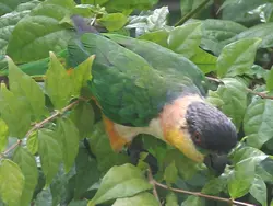 Black-Headed Caique Black-Headed Caique