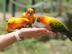 Feeding The Parakeets Feeding The Parakeets