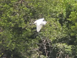 Heron in Flight Heron in Flight