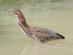 Heron On The Lookout Heron On The Lookout