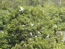 Herons In The Lake Herons In The Lake