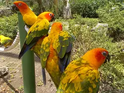 Playful Sun Parakeets Playful Sun Parakeets