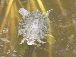Foraging Turtle Foraging Turtle