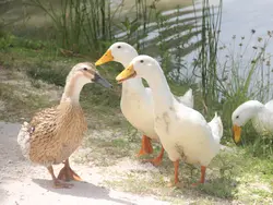 The Welcoming Party! The Welcoming Party!