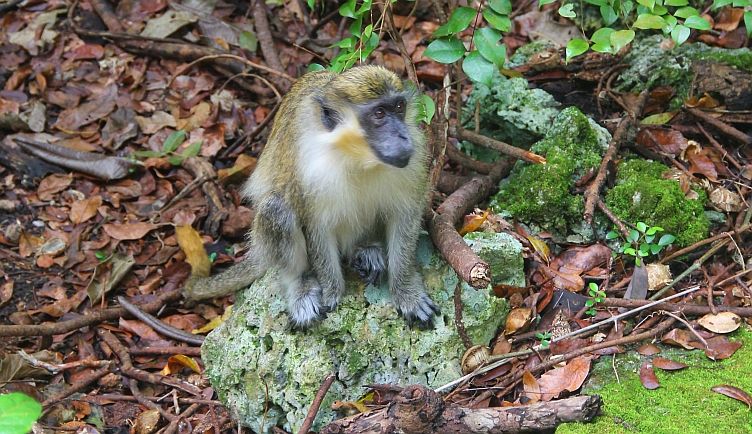 One of the monkey inhabitants of the forest