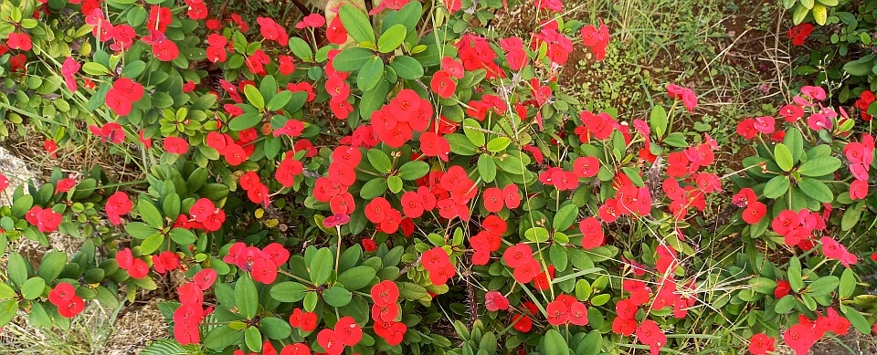 Flowers in the park at Hackleton's Cliff