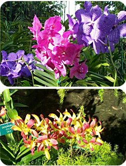 Amazing orchids! Amazing orchids!
