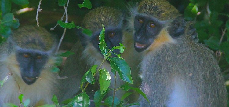 See monkeys in their natural habitat See monkeys in their natural habitat