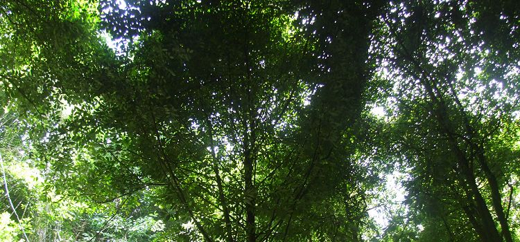 Visit a tropical forest and gully Welchman Hall Gully