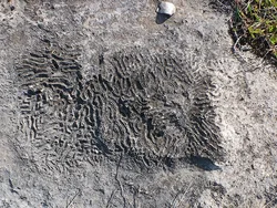 Coral Beneath Your Feet Coral Beneath Your Feet