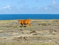 Grazing With A View Grazing With A View