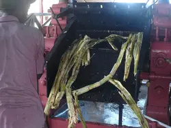 Grinding of sugar cane Grinding of sugar cane