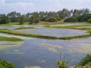 Chancery Lane Swamp