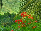 Flower Forest