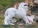 Gun Hill Lion