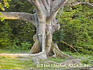 Turners Hall Wood
