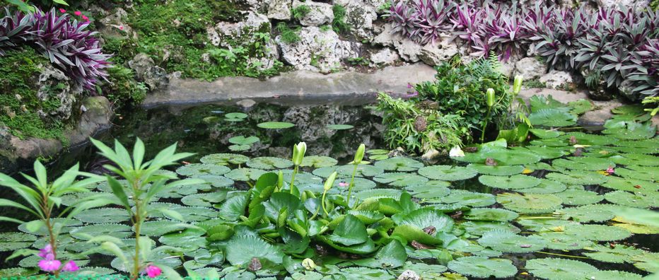 Lily pond at the base of the waterfall